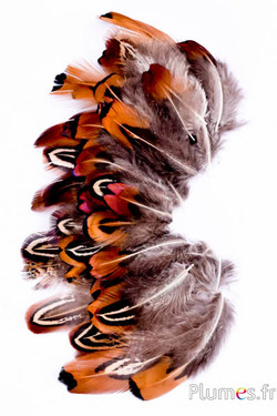 Feldfasan - 3-10 cm - natur mix